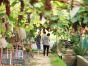 Giới trẻ rủ nhau check-in tại vườn nho trĩu quả chín mọng tại Hà Nội