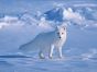 Những loài động vật có khả năng đổi sang màu trắng vào mùa đông